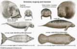 MANATEES